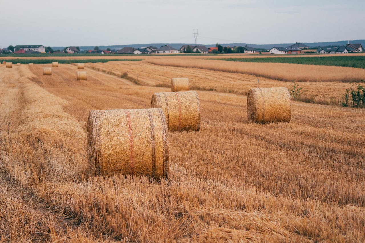 Picturesque hay bales in a harvested field near Konin, Poland, showcasing rural beauty.