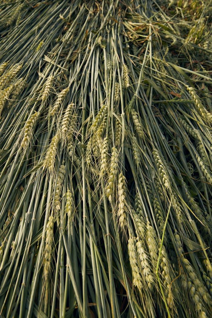 A detailed view of fresh wheat stalks laid out in a field during harvest season.