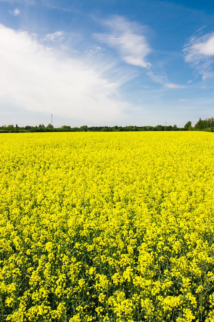 A stunning rapeseed field in full blossom under a bright blue sky, showcasing nature's beauty.