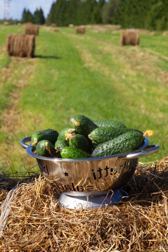 Colander of fresh cucumbers placed on hay bale in open field, with hay bales in background.