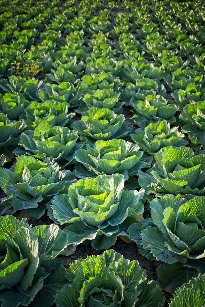Vibrant green cabbage rows flourishing in an organic agricultural field.